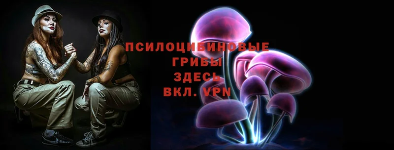 Псилоцибиновые грибы Psilocybe Балтийск