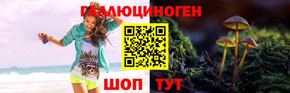 Псилоцибиновые грибы Psilocybine cubensis  Балтийск 